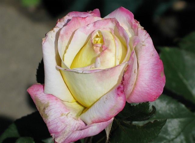  photo 5BellaromaIMG_0810_zpsd6b7134e.jpg